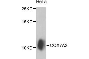 Western blot analysis of extracts of HeLa cells, using COX7A2 antibody (ABIN5974585) at 1/1000 dilution. (COX7A2 anticorps)