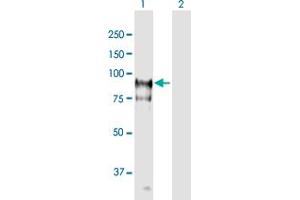 Western Blot analysis of HGS expression in transfected 293T cell line ( H00009146-T01 ) by HGS MaxPab polyclonal antibody. (HGS anticorps  (AA 1-777))