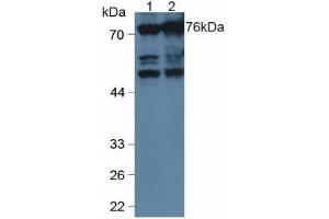 Figure. (ANXA6 anticorps  (AA 2-251))