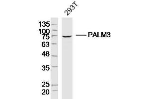PALM3 Antikörper  (AA 1-100)