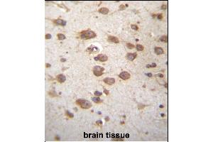 ST Antibody (Center) (ABIN656667 and ABIN2845907) immunohistochemistry analysis in formalin fixed and paraffin embedded human brain tissue followed by peroxidase conjugation of the secondary antibody and DAB staining.