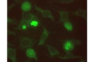 Immunofluorescence (IF) image for anti-Budding Uninhibited By Benzimidazoles 1 Homolog beta (Yeast) (BUB1B) antibody (ABIN567606)