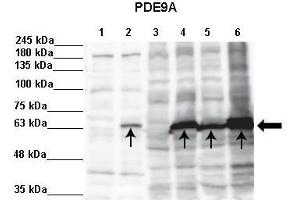 Sample Type :  Lane 1: 5ug in vitro translation without DNA Lane 2: 5ug in vitro translation hNeur1-pcDNA3 Lane 3: 60ug in vitro translation rNeur1-pcDNA3 Lane 4: 60ug HEK293 cell lysate (not transfected) Lane 5: 60ug hNeur1-pcDNA3 overexpressed in HEK293 cells Lane 6: 60ug rNeur1-pcDNA3 overexpressed in HEK293 cells  Primary Antibody Dilution :   1:1000  Secondary Antibody:  Anti-rabbit-HRP  Secondary Antibody Dilution:   1:5000  Color/Signal Descriptions:  PDE9A  Gene Name:  Kati Taal and Richard Tamme, Department of Gene Technology, Tallinn University of Technology.