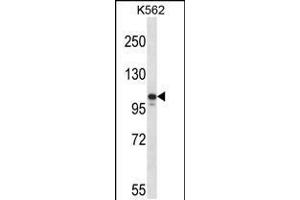 Western blot analysis in K562 cell line lysates (35ug/lane). (JAK3 anticorps  (N-Term))