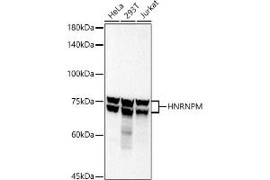 Western blot analysis of extracts of various cell lines, using HNRNPM antibody (ABIN7267635) at 1:1000 dilution.