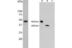 Western analysis of ABIN1842240 in HeLa cells. (Aurora A anticorps)