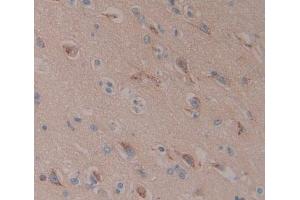 IHC-P analysis of Kidney tissue, with DAB staining. (C10orf2 anticorps  (AA 384-635))