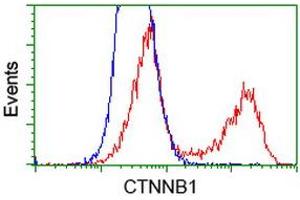 HEK293T cells transfected with either RC208947 overexpress plasmid (Red) or empty vector control plasmid (Blue) were immunostained by anti-CTNNB1 antibody (ABIN2454170), and then analyzed by flow cytometry. (CTNNB1 anticorps)