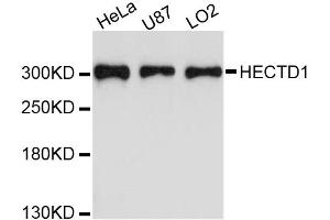 Western blot analysis of extracts of various cell lines, using HECTD1 antibody.