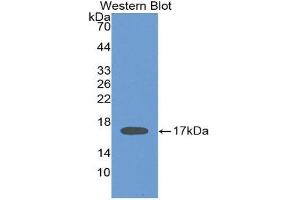 Western Blotting (WB) image for anti-Interleukin 2 (IL2) (AA 21-153) antibody (ABIN1859398) (IL-2 anticorps  (AA 21-153))