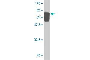 Western Blot detection against Immunogen (75.