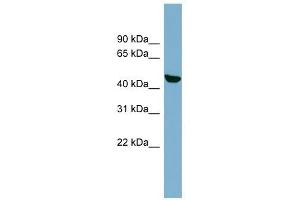 C22ORF28 antibody used at 1 ug/ml to detect target protein. (C22orf28 anticorps  (N-Term))
