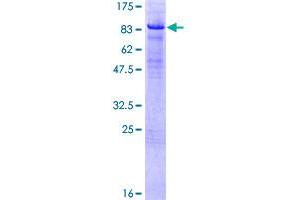 Image no. 1 for HMG Box-Containing Protein 1 (HBP1) (AA 1-514) protein (GST tag) (ABIN1306399)