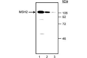 Western Blotting (WB) image for anti-Mismatch Repair Protein 2 (MSH2) antibody (ABIN967509) (MSH2 anticorps)