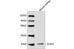 Western blot analysis of tissue lysates using EndoG Antibody (ABIN399086, 1 µg/mL) The signal was developed with IRDyeTM 800 Conjugated Goat Anti-Rabbit IgG.