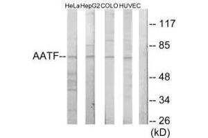 Western blot analysis of extracts from HeLa cells, HepG2 cells, COLO205 cells and HUVEC cells, using AATF antibody. (AATF anticorps  (N-Term))