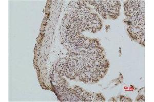 Immunohistochemistry (IHC) analysis of paraffin-embedded Mouse Colon Tissue using Histone H2A. (H2AFX anticorps)