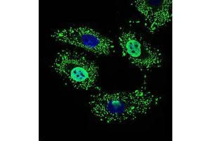 Immunofluorescence analysis of HeLa cells using WHSC2 mouse mAb (green). (WHSC2 anticorps  (AA 280-511))