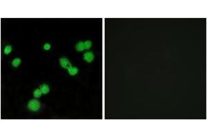Immunofluorescence analysis of MCF7 cells, using SFRS5 Antibody. (SRSF5 anticorps  (AA 71-120))