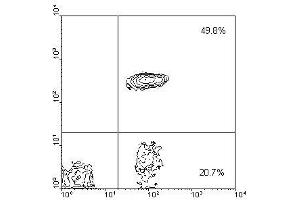 Image no. 1 for anti-CD4 (CD4) antibody (FITC) (ABIN135509) (CD4 anticorps  (FITC))