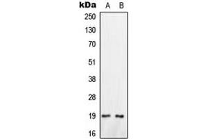 Western blot analysis of Oxytocin expression in HeLa (A), HepG2 (B) whole cell lysates.