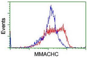 Image no. 2 for anti-Methylmalonic Aciduria (Cobalamin Deficiency) CblC Type, with Homocystinuria (MMACHC) antibody (ABIN1499515) (MMACHC anticorps)