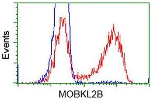 HEK293T cells transfected with either RC205977 overexpress plasmid (Red) or empty vector control plasmid (Blue) were immunostained by anti-MOBKL2B antibody (ABIN2453316), and then analyzed by flow cytometry. (MOBKL2B anticorps)