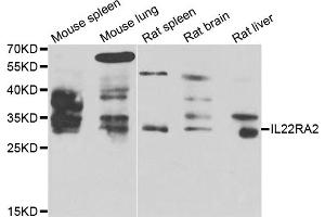 Western blot analysis of extracts of various cell lines, using IL22RA2 antibody (ABIN5975488) at 1/1000 dilution. (IL22RA2 anticorps)