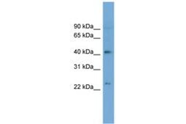 ATP8B2 antibody  (AA 35-84)