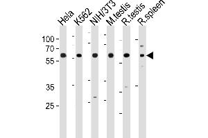 HDAC1 Antibody (M1) (ABIN1882087 and ABIN2844612) western blot analysis in Hela,K562,mouse NIH/3T3 cell line and mouse testis,rat testis and spleen tissue lysates (35 μg/lane). (HDAC1 anticorps  (N-Term))