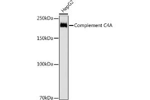 Western blot analysis of extracts of HepG2 cells, using Complement C4A antibody (ABIN7266481) at 1:1000 dilution. (C4A anticorps)