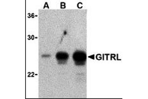 Western Blotting (WB) image for anti-Tumor Necrosis Factor (Ligand) Superfamily, Member 18 (TNFSF18) antibody (ABIN1031751) (TNFSF18 anticorps)