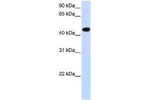 AADAC antibody used at 1 ug/ml to detect target protein.