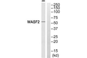 Western blot analysis of extracts from 293 cells, using WASF2 antibody. (WASF2 anticorps  (Internal Region))