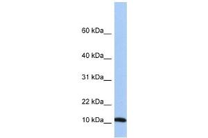 FAU antibody used at 1 ug/ml to detect target protein.