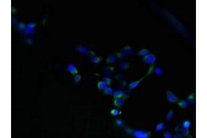 Immunofluorescent analysis of 293 cells using ABIN7159822 at dilution of 1:100 and Alexa Fluor 488-congugated AffiniPure Goat Anti-Rabbit IgG(H+L)
