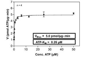 Image no. 1 for Casein Kinase 2 alpha 1 (CSNK2A1) (AA 1-391) (Active) protein (GST tag) (ABIN5570508)