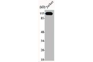 anti-Excision Repair Cross-Complementing Rodent Repair Deficiency, Complementation Group 4 (ERCC4) (C-Term) antibody