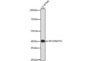 Western blot analysis of extracts of U-87MG cells, using HIF1AN/FIH1 Rabbit mAb (ABIN7267820) at 1:1000 dilution. (HIF1AN anticorps)