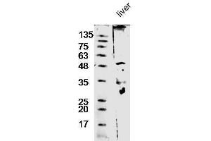 Mouse liver lysate probed with Anti-Antithrombin III Polyclonal Antibody  at 1:5000 90min in 37˚C. (SERPINC1 anticorps  (AA 141-211))