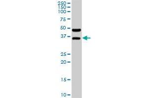 BOLL MaxPab rabbit polyclonal antibody. (BOLL anticorps  (AA 1-295))