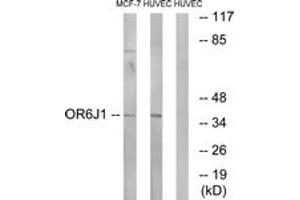 Western blot analysis of extracts from HuvEc/MCF-7 cells, using OR6J1 Antibody.