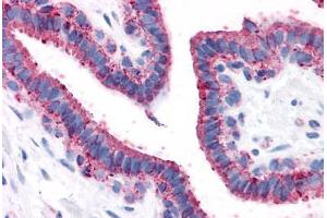 Anti-GPRC5A / RAI3 antibody  ABIN1048909 IHC staining of human breast.