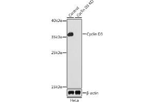 Western blot analysis of extracts from normal (control) and Cyclin D3 knockout (KO) HeLa cells, using Cyclin D3 antibody (ABIN6127731, ABIN6138087, ABIN6138088 and ABIN7101345) at 1:1000 dilution.