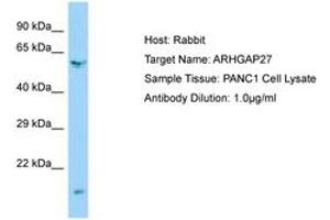 Image no. 1 for anti-rho GTPase Activating Protein 27 (ARHGAP27) (AA 160-209) antibody (ABIN6750155) (ARHGAP27 anticorps  (AA 160-209))