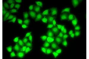 Immunofluorescence (IF) image for anti-Deoxyribonuclease I (DNASE1) (AA 22-282) antibody (ABIN3016215) (DNASE1 anticorps  (AA 22-282))