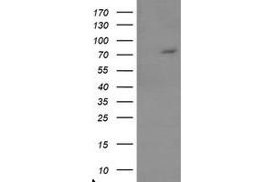 Image no. 1 for anti-Tigger Transposable Element Derived 1 (TIGD1) (AA 1-267) antibody (ABIN1490693) (TIGD1 anticorps  (AA 1-267))