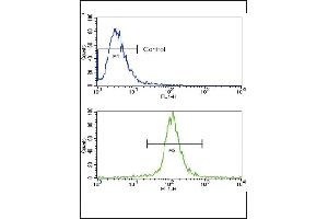 Flow cytometric analysis of NCI- cells using Caspase-3 (CASP3) Antibody (Center)(bottom histogram) compared to a negative control cell (top histogram).