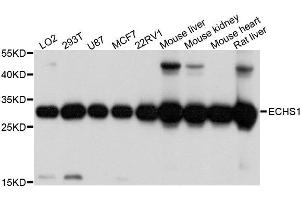 Western blot analysis of extracts of various cell lines, using ECHS1 antibody. (ECHS1 anticorps  (AA 28-290))