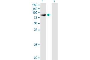 Western Blot analysis of SNX9 expression in transfected 293T cell line by SNX9 monoclonal antibody (M03A), clone 3C6. (SNX9 anticorps  (AA 1-595))